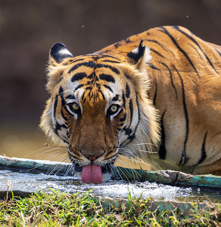 Wildlife